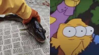 Simpsons Se Confirma De Novo Peixe De Três Olhos É Fisgado